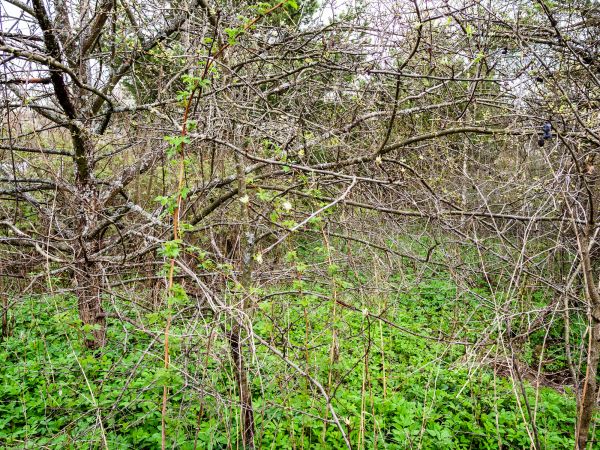 Underbrush Clearing in Grand Blanc