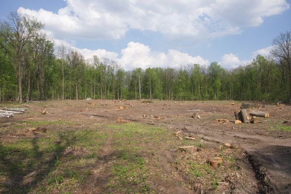 Pasture Clearing in Grand Blanc