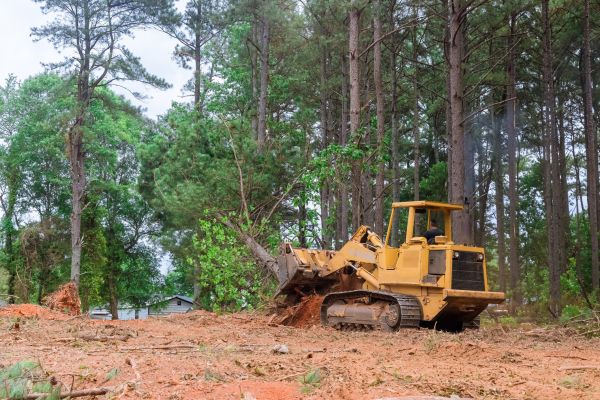 Forest Thinning in Grand Blanc